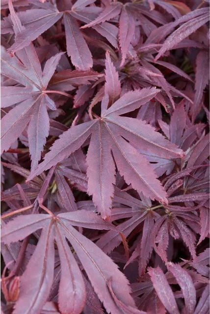 Acer Palmatum Shaina Japanischer Ahorn Kompakt, roter Zierbaum für Garten und Zimmer, Höhe: 60–80 cm - Bild 1