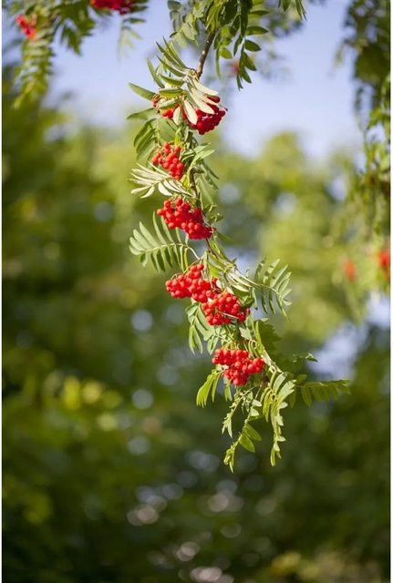 Sorbus Aucuparia Vogelbeere robuste und winterharte Zierpflanze für den Garten - Bild 1