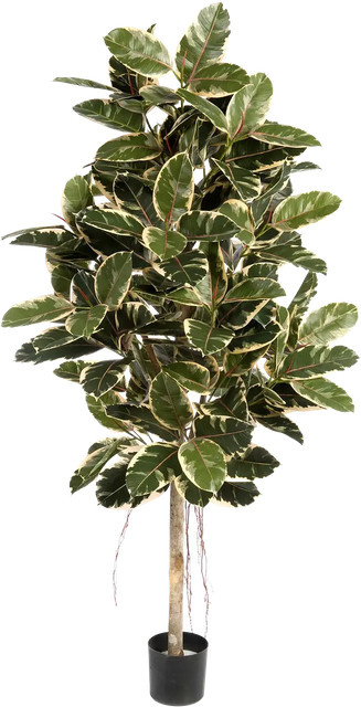Künstlicher Gummibaum Kerim von Aplanta, Höhe: 180 cm - Bild 1