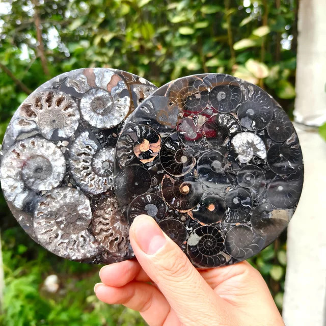 Künstliche Ammoniten-Fossilplatte von CrystalHola in Gelb und Schwarz, runde Dekoration aus Stein, Durchmesser: 11,0 cm - Bild 1