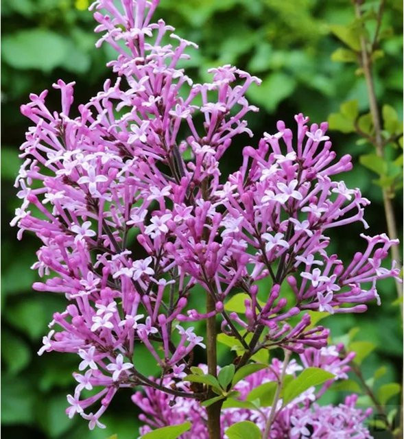 Hochstamm Edelflieder Red Pix Syringa meyeri in Rot, Höhe: 100-125 cm - Bild 1