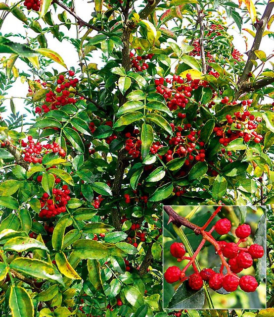 Szechuan-Pfeffer - Bild 1