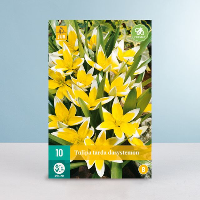 Wildtulpe Dasystemon von BLUME2000 mit 10 Zwiebeln - Bild 1