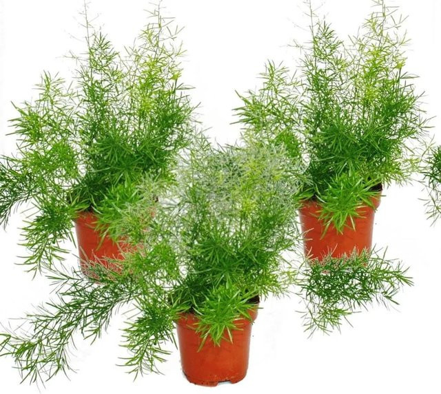 Exotenherz Asparagus Densiflorus Sprengeri 3er Set Zimmerpflanzen in Grün - Bild 1