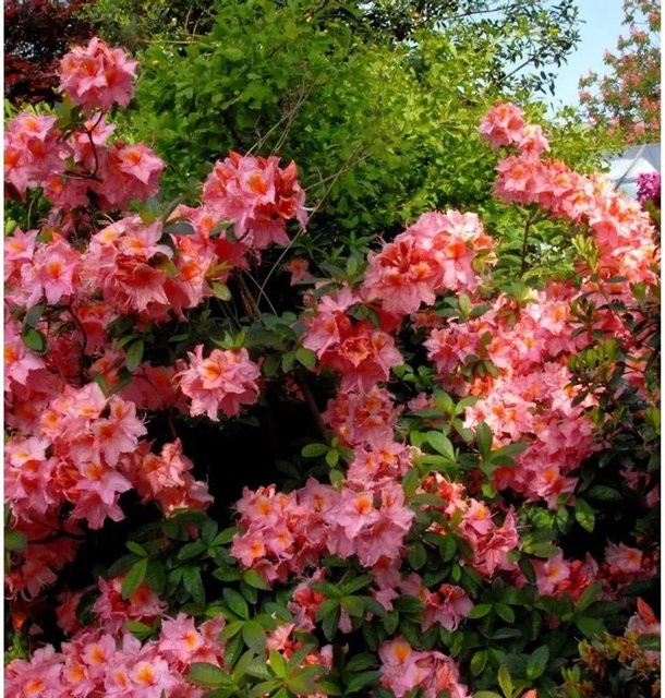 Azalee Stefanie Rhododendron luteum Alpenrose, Höhe: 40-50 cm - Bild 1