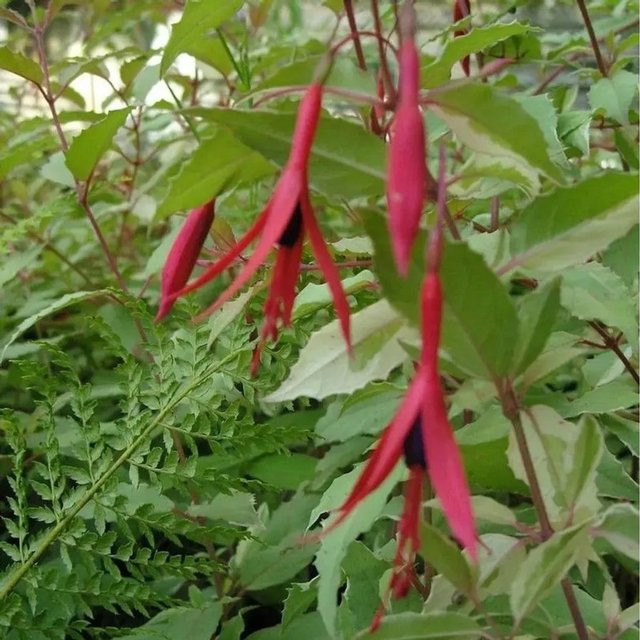 Fuchsia Tricolor Fuchsia magellanica Pink Stauden von Nr-01.de - Bild 1