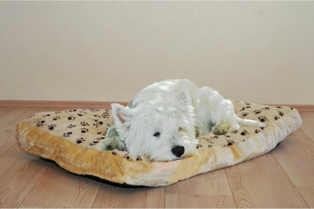Hundekissen Silvio Design in Beige, Größe M, rechteckiges Plüschkissen waschbar bei 30 Grad - Bild 1