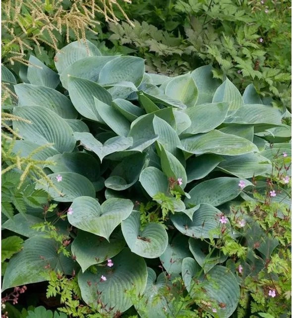Hosta tardiana Graublattfunkie Halcyon - Graue Staude für den Garten - Bild 1