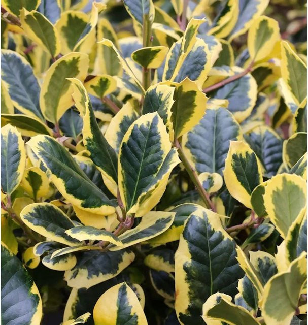Gelbbunte Stechpalme Ilex Golden King Ilex altaclerensis als Heckenpflanze für deinen Garten - Bild 1