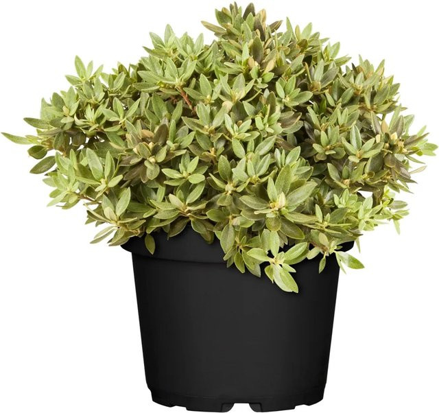 GROW by OBI Rhododendron Zwergalpenrose Buchlovice Violett, Höhe: 10 - 20 cm - Bild 1