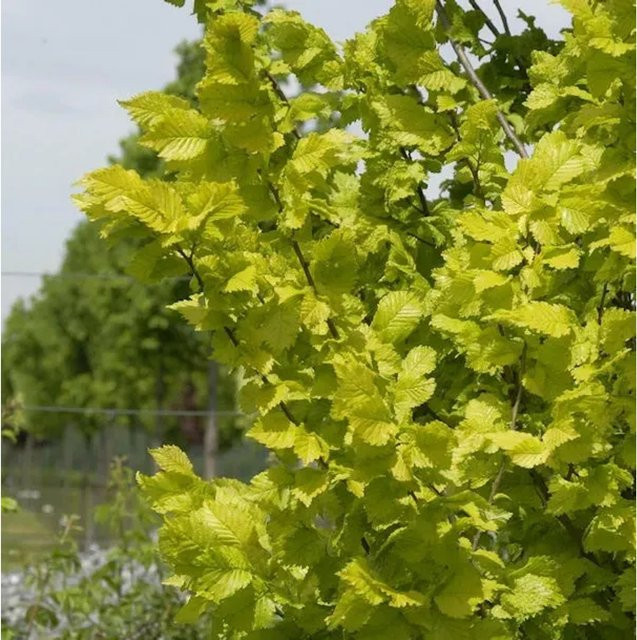Goldulme Ulmus carpinifolia als Hochstamm in Gelb und Grün, Höhe: 80-100 cm - Bild 1