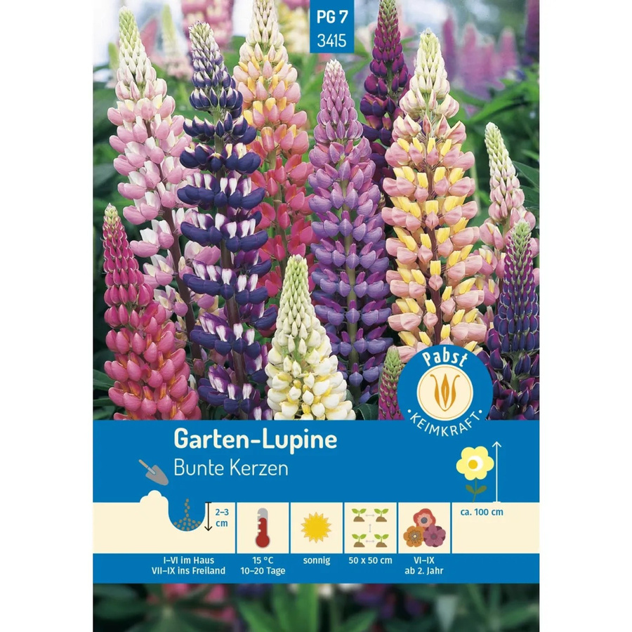 Pabst Keimkraft Lupine Bunte Kerzen Saatgut für Bauerngarten und Staudenrabatten - Bild 2