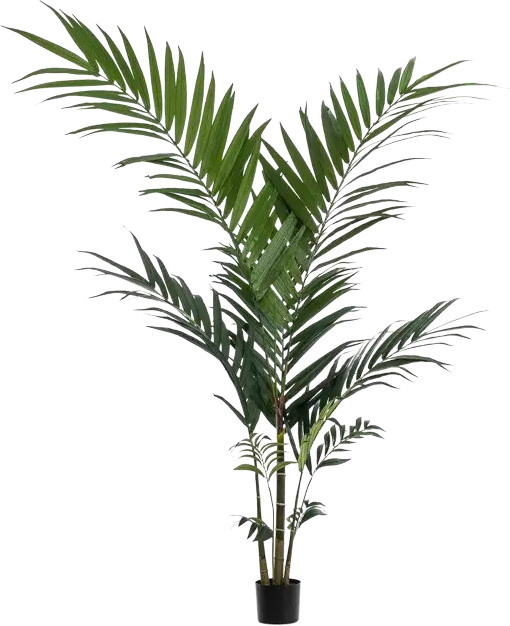 Künstliche Kentia Palme Nathalie von Aplanta, Höhe: 150 cm - Bild 1