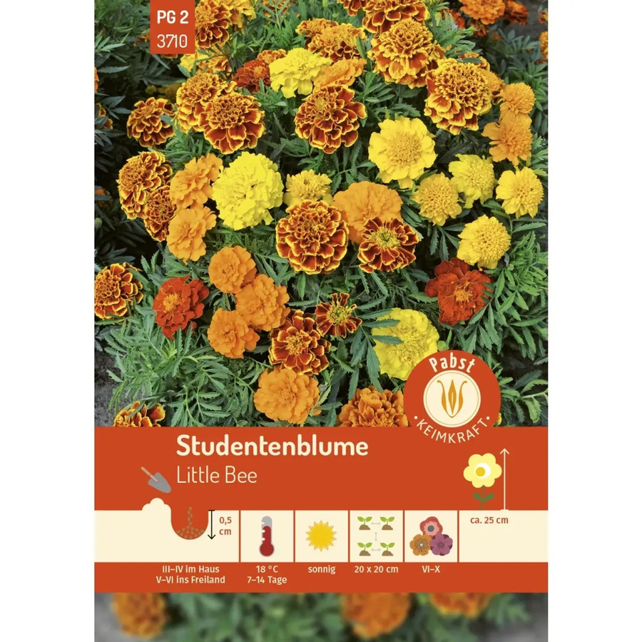 Pabst Keimkraft Studentenblume Little Bee Saatgut für Beet, Balkon und Schalenbepflanzung - Bild 2