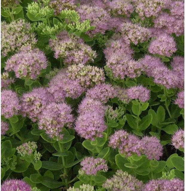 Prächtige Fetthenne Rosenteller Sedum spectabile in Pink für Staudenbeete, Steingärten und als Schnittblume - Bild 1