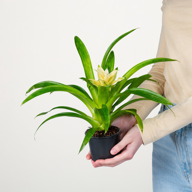 Guzmania 'Evelien' Zimmerpflanze von BLUME2000 in Grün, Weiß und Gelb - Bild 1
