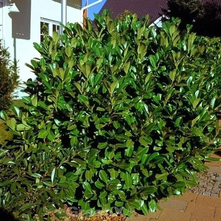 Kirschlorbeer Rotundifolia Prunus laurocerasus als grüne Heckenpflanze für den Außenbereich, Höhe: 80-100 cm