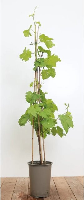 Vitis Vinifera Isabella Weinrebe als Kletterstrauch für den Garten, Dunkelblau und Grün, Höhe: 80–100 cm - Bild 1