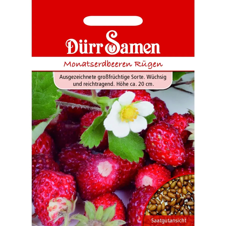 Dürr Erdbeersamen Rügen Saatgut für die Aussaat im Februar - Bild 2