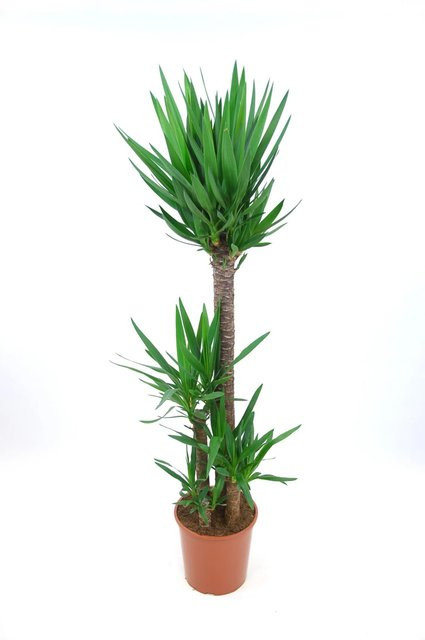 Yucca Palmlilie 3er Stamm als Zimmerpflanze für Garten, Terrasse oder Balkon, Farbe: Grün, Höhe: 165 cm, Topf-Durchmesser: 27 cm - Bild 1