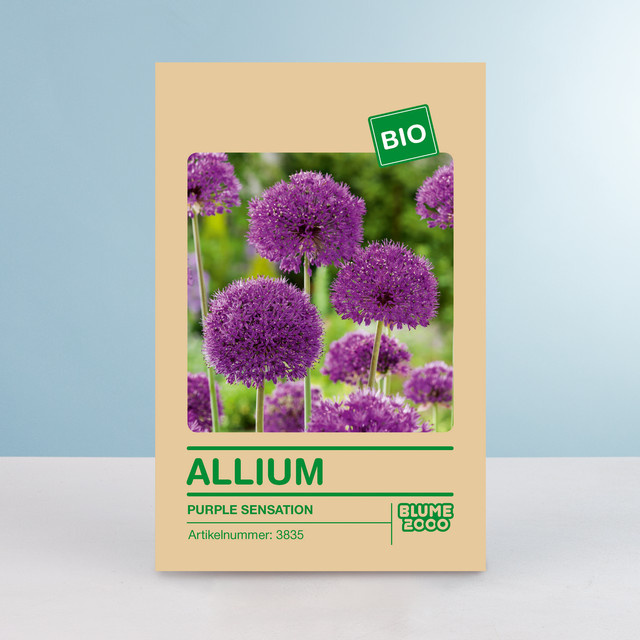 BIO Zierlauch Purple Sensation Blumenzwiebeln von BLUME2000, 5 Stück - Bild 1