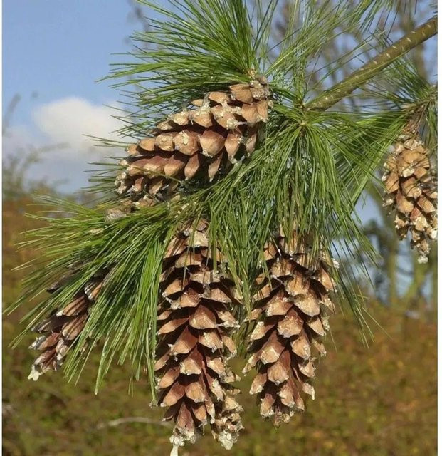 Schwerin Kiefer Pinus schwerinii als grüne Solitärpflanze für den Garten, Höhe: 40-60 cm - Bild 1