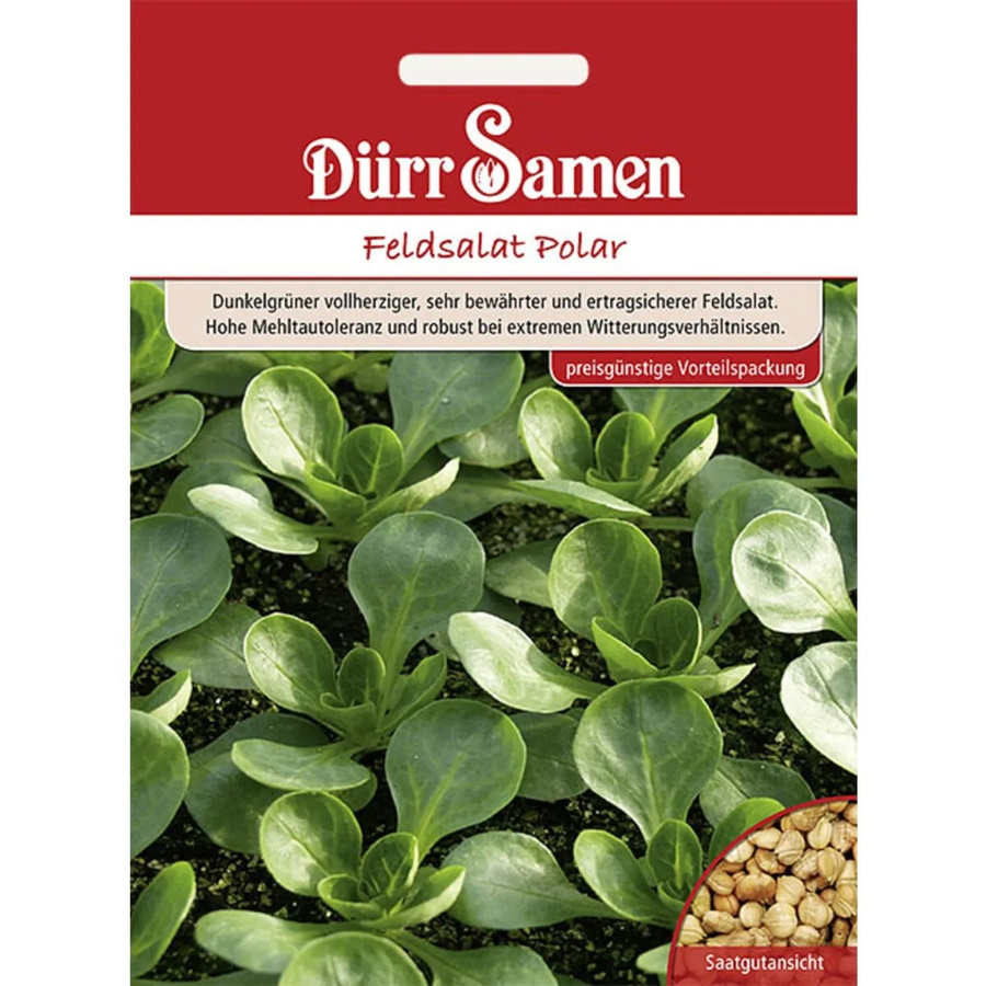 Dürr Feldsalat Polar Saatgut für Sommer und Herbst, 7 g - Bild 2