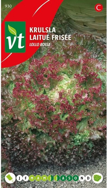 Arborix Kopfsalat Curly Lollo Rossa Samen, 2 g - Bild 1