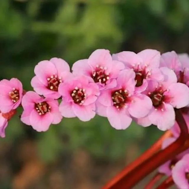 Bergenia cordifolia Morgenröte pink - Staudenart Bodendecker von Nr-01.de - Bild 1