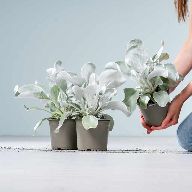 3er Set Greiskraut Angel Wings Senecio candicans von BLUME2000 für Balkon und Beet - Bild 1
