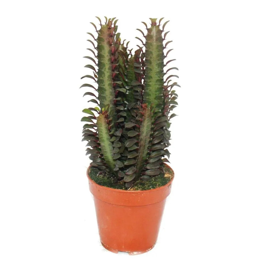 Exotenherz Euphorbia Trigona Rubra Sukkulente als mittelgroße Zimmerpflanze im 12 cm Topf - Bild 2