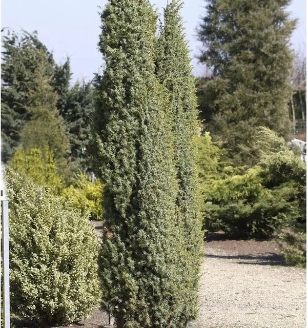 Heidewacholder Meyer Juniperus communis silbergrün blau grün für den Garten - Bild 1