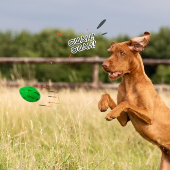 Petsation Kauspielzeug Ball, grün - Bild 3