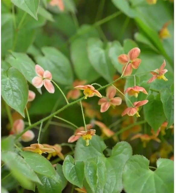 Epimedium warleyense Elfenblume Orangekönigin, orangefarbene Staudenpflanze für den Garten - Bild 1