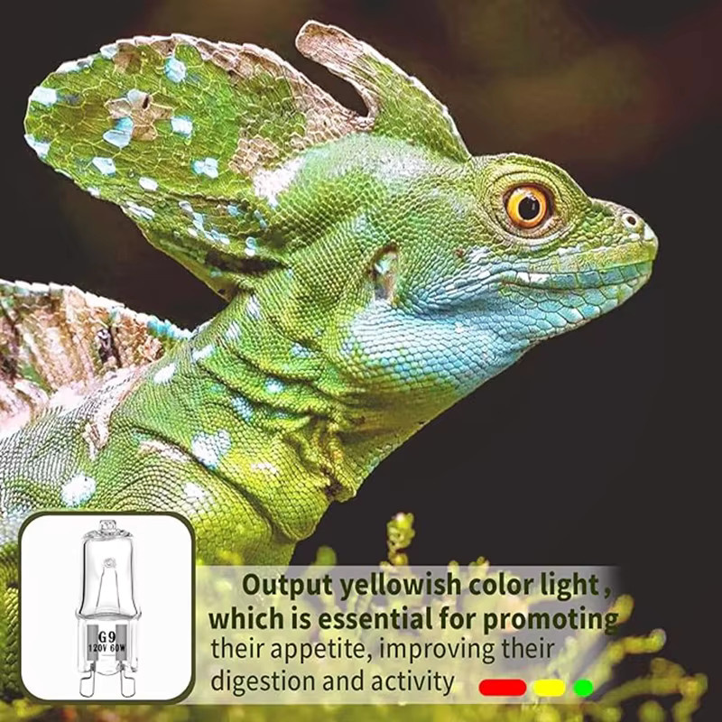 G9 Halogen-Wärmelampen für Reptilien, Warmweiß mit UVA, transparente Glaslampen für Bartagamen, Schildkröten und Eidechsen - Bild 4