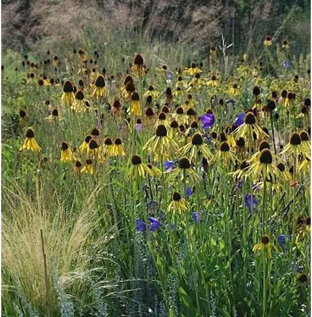 Echinacea paradoxa Gelber Sonnenhut als mehrjährige Schnittblumepflanze für deinen Garten - Bild 1