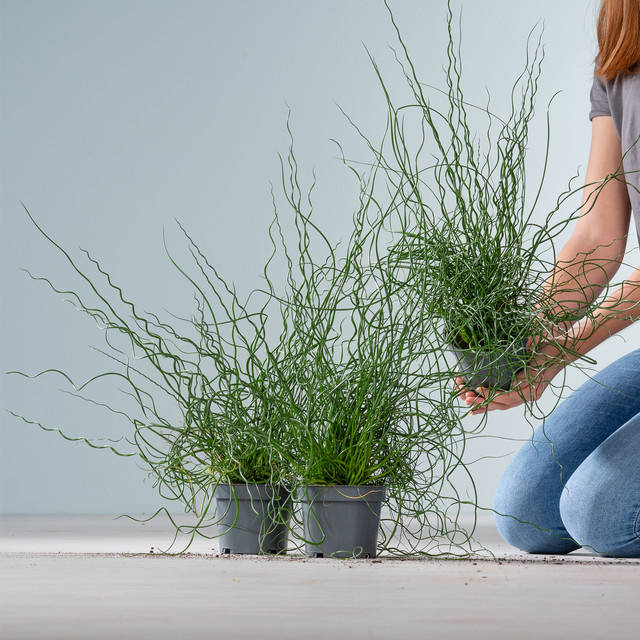 3er Set Korkenzieherbinse Juncus effusus spiralis von BLUME2000 für Teichränder, Bachläufe und den Balkon, grün - Bild 1