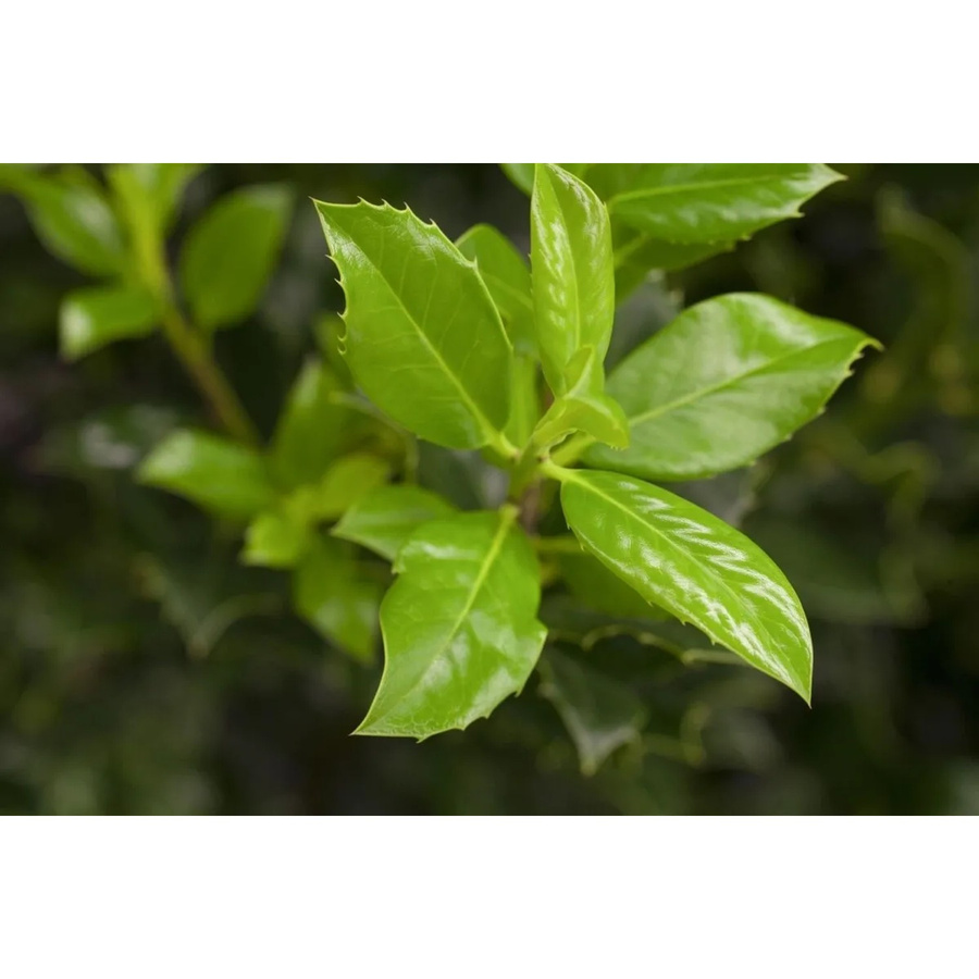 Ilex aquifolium J.C.van Tol Stechpalme als Heckenpflanze und Strauch, Höhe: 100-125 cm - Bild 2
