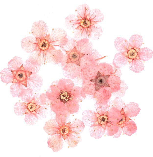 Rico Design Füllmaterial Trockenblumen in Pink floral mixed organic - Bild 1