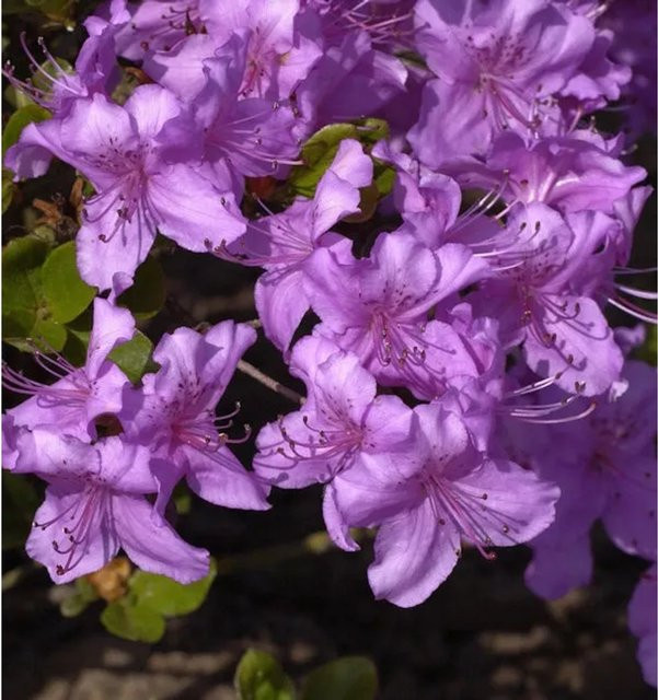 Japanische Azalee Rhododendron obtusum Lilac in Lila, Zwerg Alpenrose, Topfpflanze 15-20 cm - Bild 1