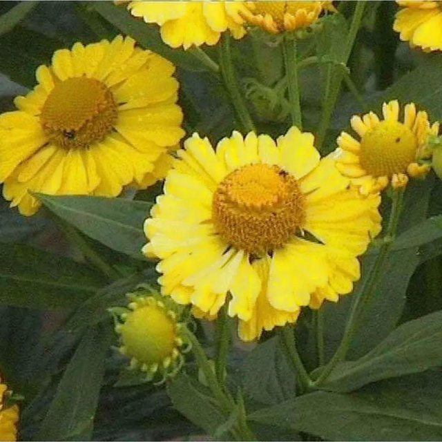 Sonnenbraut Double Trouble Helenium cultorum gelbe Beetpflanze - Bild 1