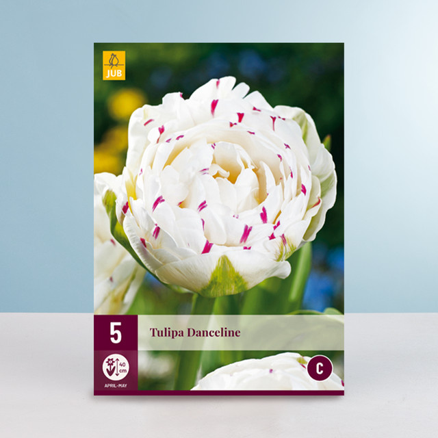Gefüllte späte Tulpe Danceline von BLUME2000 mit 5 Zwiebeln für Beete, Blumenkübel, Balkon und Terrasse - Bild 1