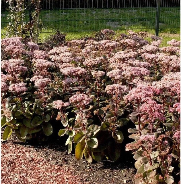 Prächtige Fetthenne Postmans Pride Sedum spectabile in Pink als mehrjährige Staude für Staudenbeete, Steingärten und als Schnittblume - Bild 1