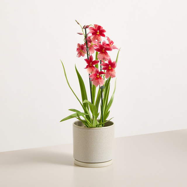 Cambria-Orchidee Nelly Isler von BLUME2000 in Rot und Pink mit Blüte im Topf - Bild 1