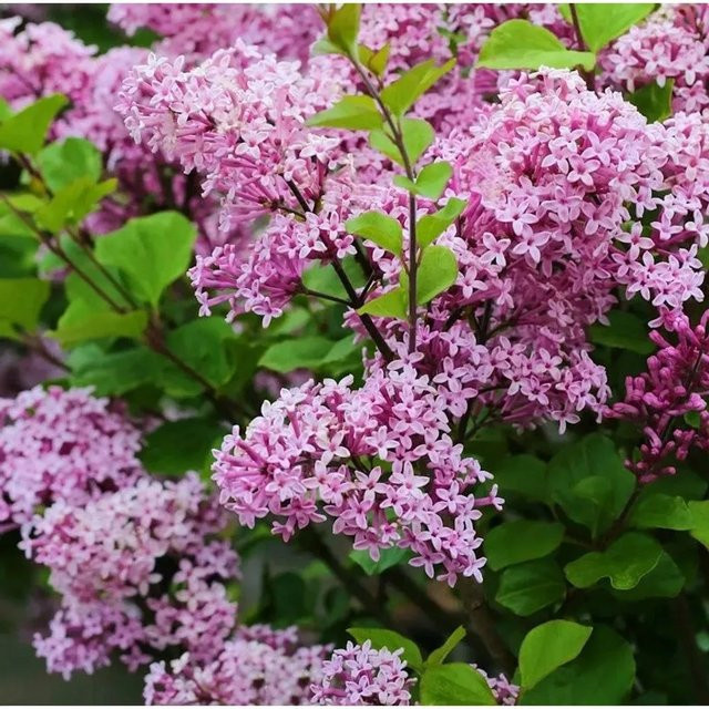 Zwergflieder Lillifee Syringa meyeri lila Zierstrauch für Balkon und Terrasse Höhe: 40-60 cm - Bild 1