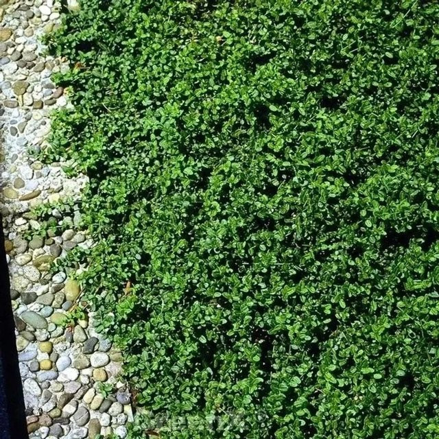 Euonymus fortunei Minimus Kleinblättrige Kriechspindel als grüner Bodendecker, Höhe: 15-20 cm - Bild 1