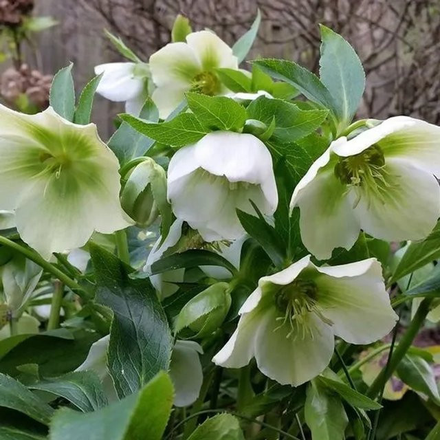6er Set Arborix Lenzrose White Lady Helleborus orientalis mit weißen Blüten im 9cm Topf - Bild 1