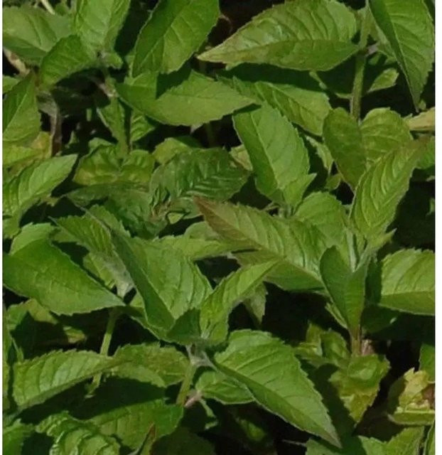 Monarda fistulosa Indianernessel Twins Stauden für Rabatten und Staudenbeete - Bild 1