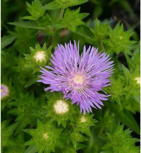 Stokesia Kornblumenaster Lewis Blue als blaue Staude für Staudenbeete, Moorbeete und Steingärten - Bild 1