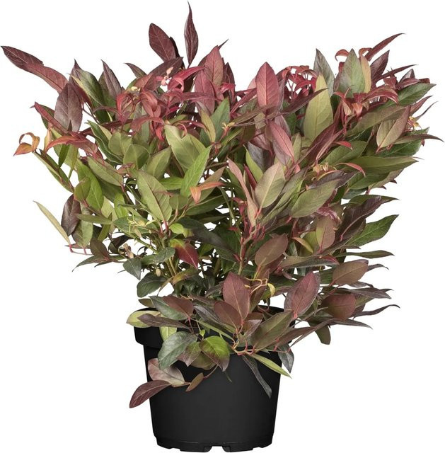 OBI Leucothoe Traubenheide Scarletta Weiß, Höhe: 5 - 10 cm, Topfgröße: 2 - Bild 1